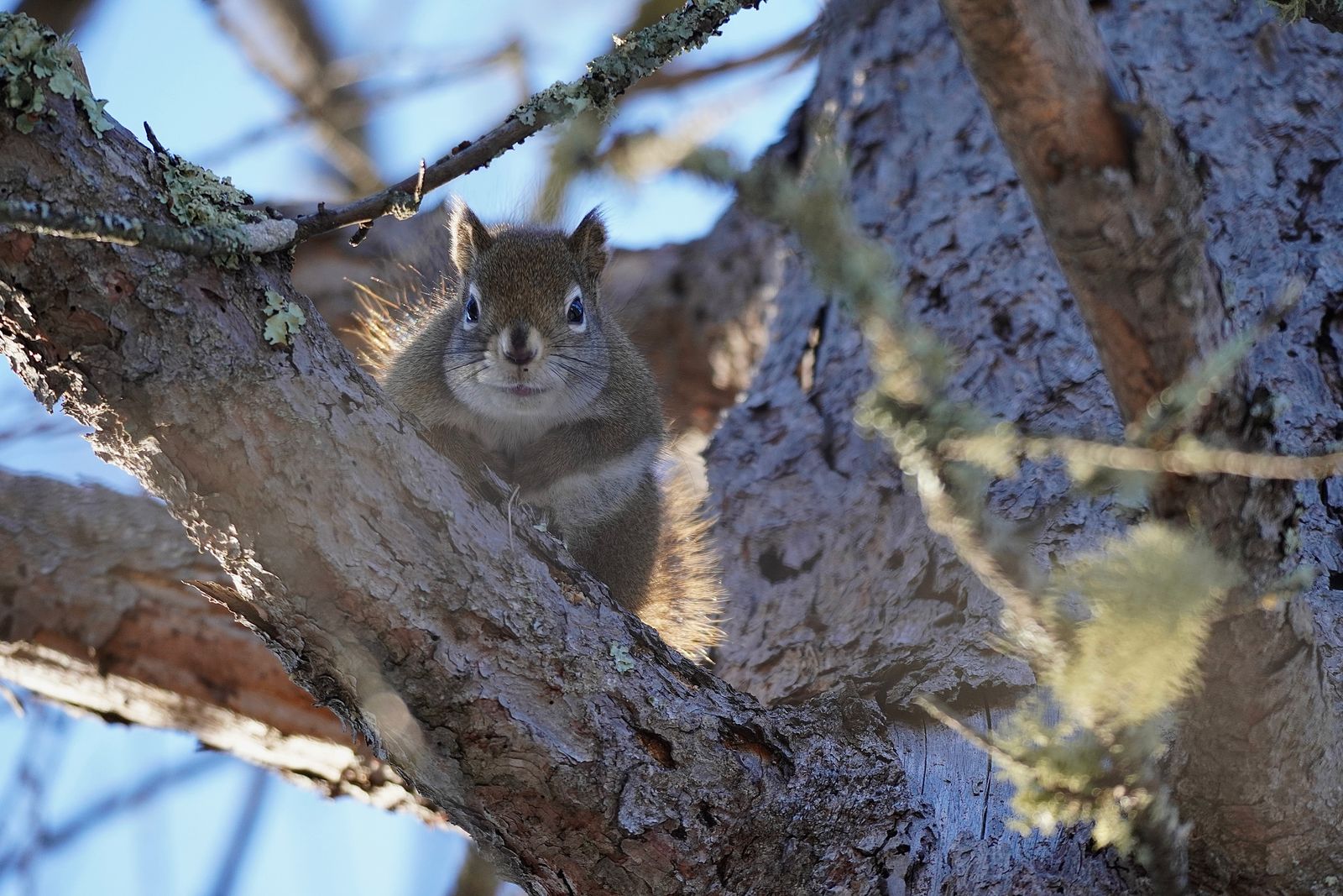 American red squirrel (Tamiasciurus hudsonicus) on a lichen-covered branch in backlight, Minnesota