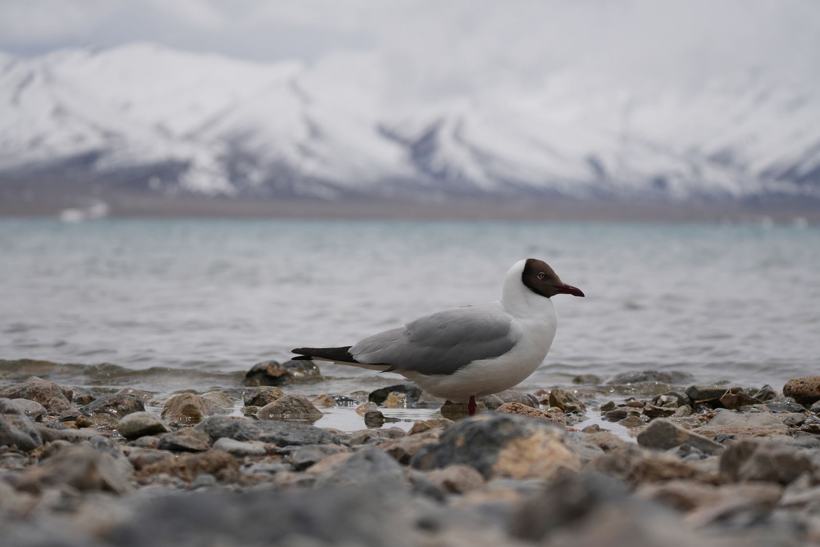 A gull on a rocky shore below snow-covered mountains, Tibetan plateau