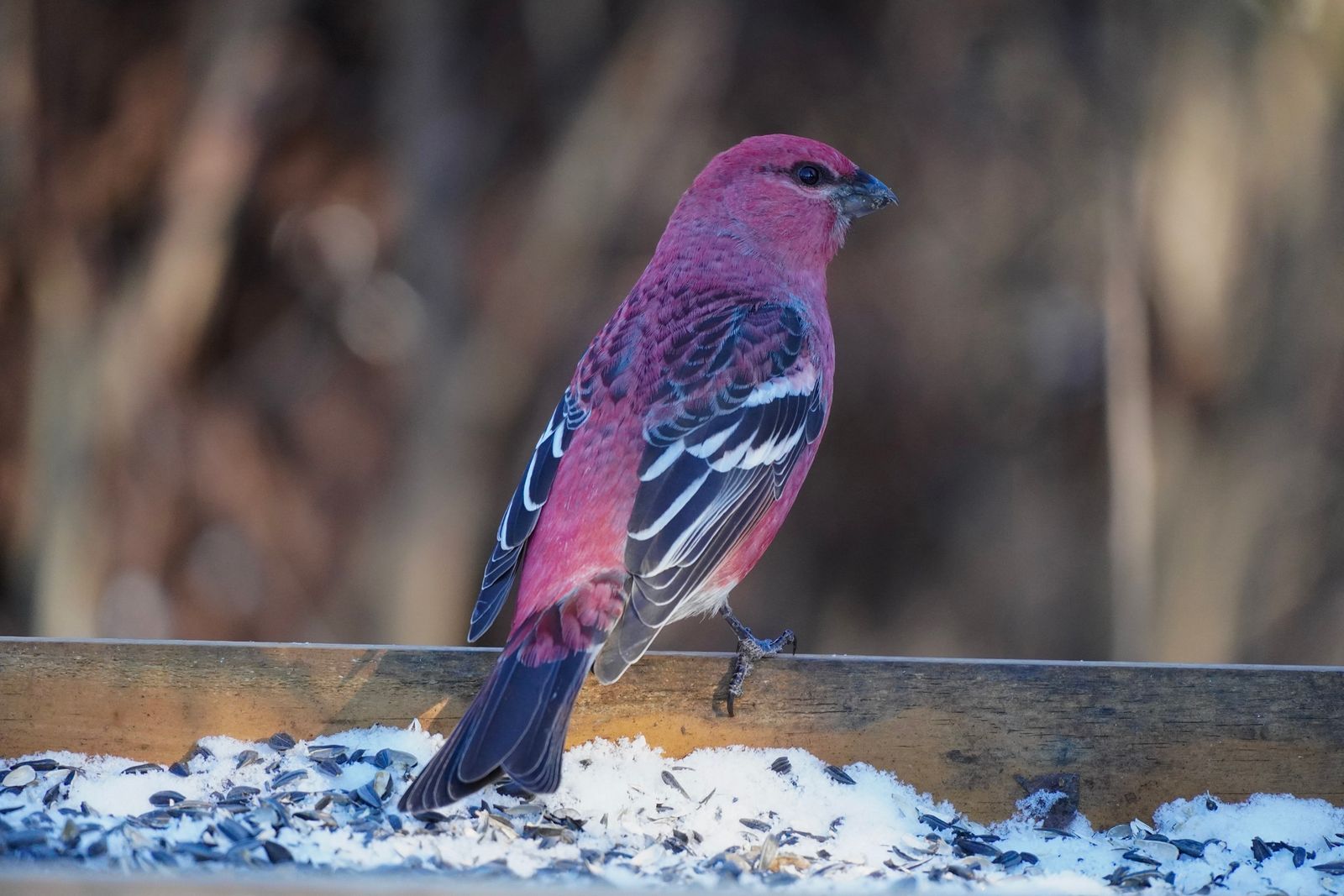 Pine grosbeak (Pinicola enucleator) perched on a snowy wooden feeder with seeds, Minnesota