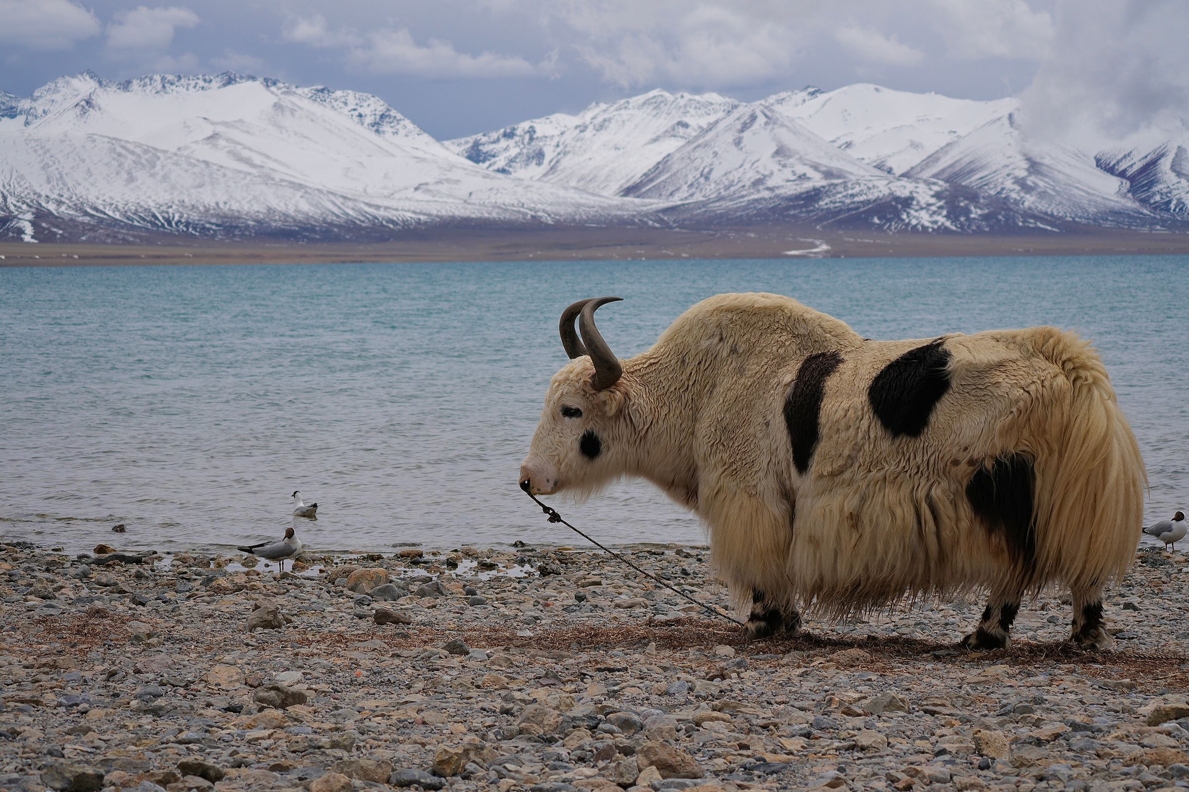 Nagqu, Tibet — cover photograph
