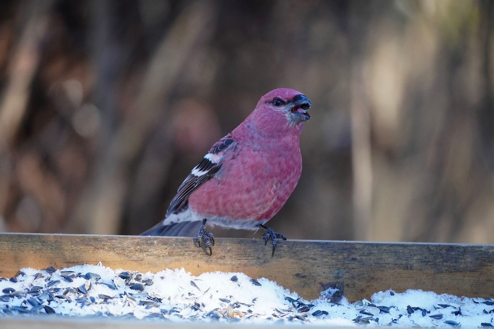 Pine grosbeak (Pinicola enucleator) with its bill open on a snowy feeder, Minnesota
