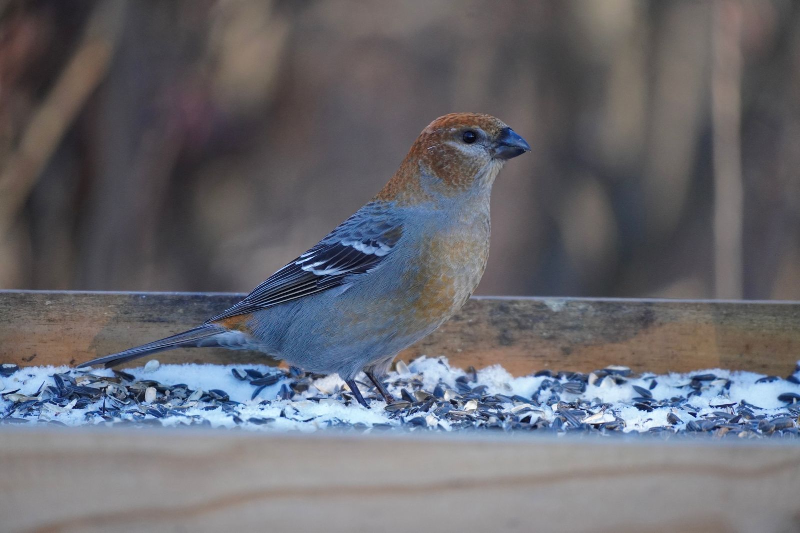 Pine grosbeak (Pinicola enucleator) standing on a snowy wooden feeder with seeds, Minnesota