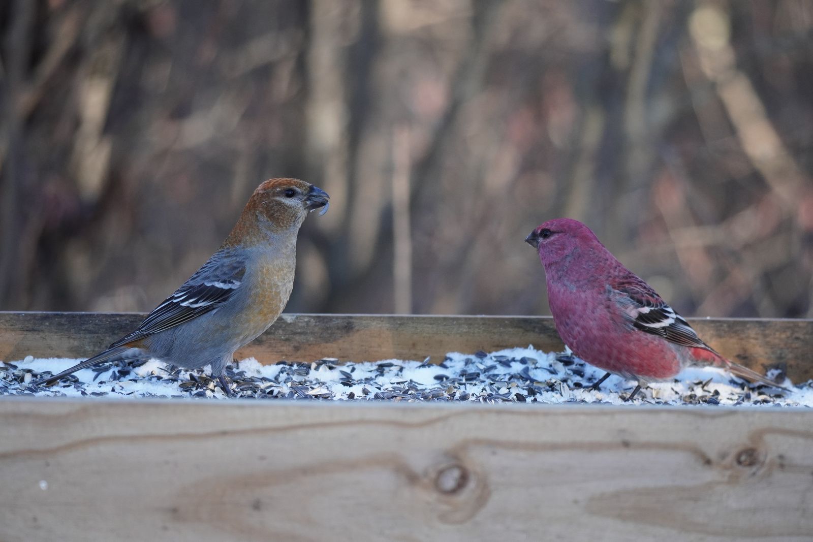 Two pine grosbeaks (Pinicola enucleator) standing on a snowy wooden feeder with seeds, Minnesota