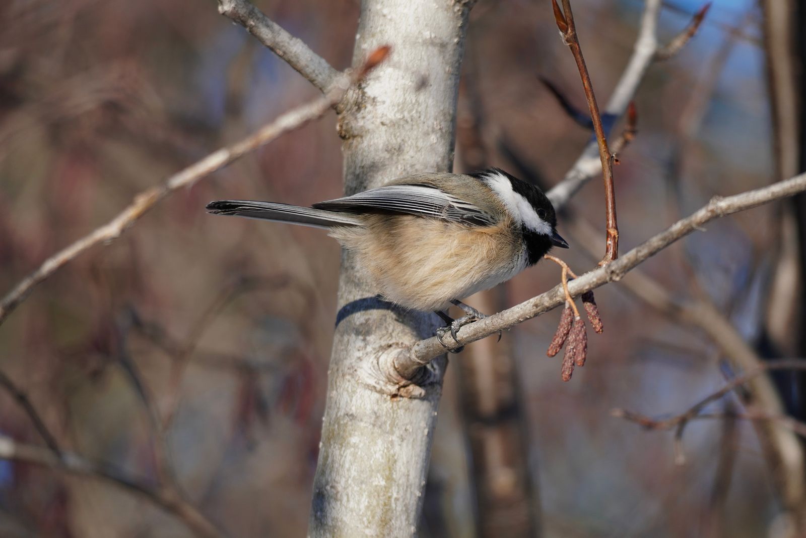 Black-capped chickadee (Poecile atricapillus) perched on a bare branch beside catkins, Minnesota