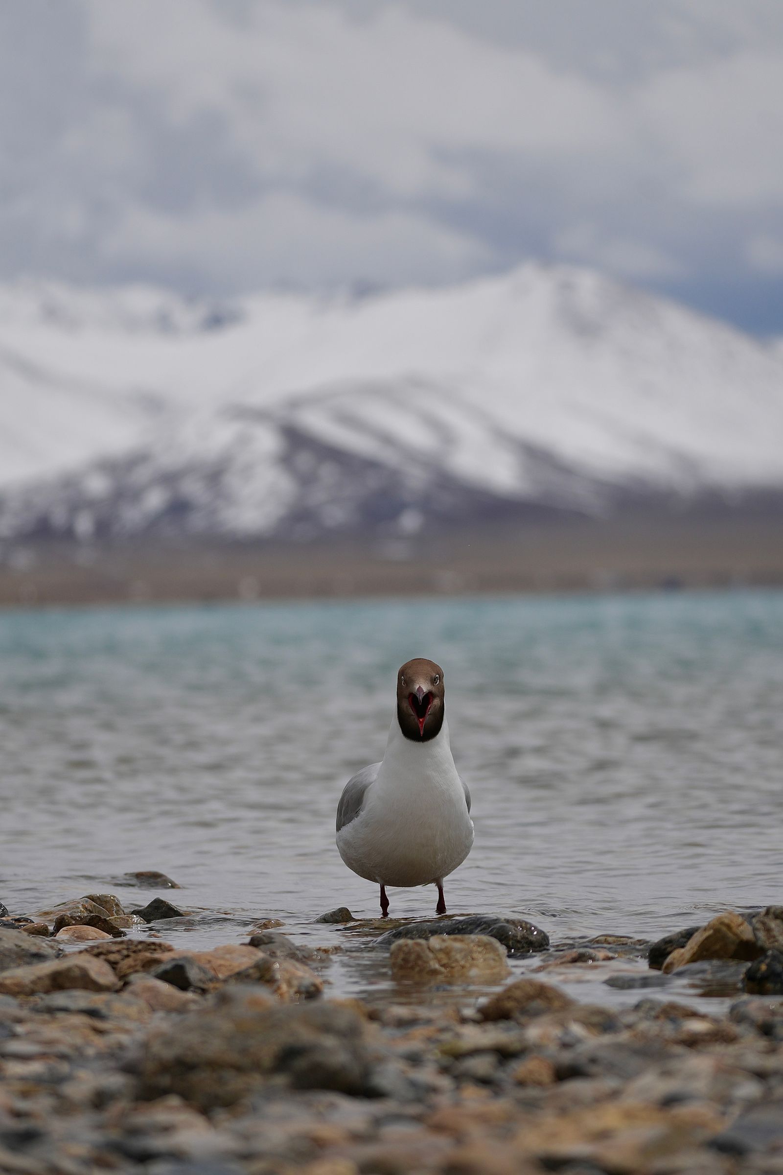 A gull with its mouth open in shallow water, Tibetan plateau