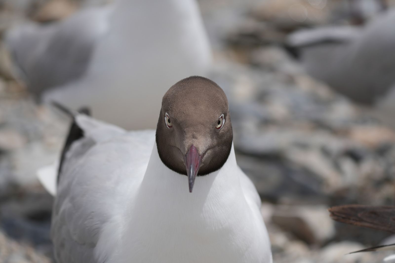 A brown-headed bird among gray rocks, Tibetan plateau
