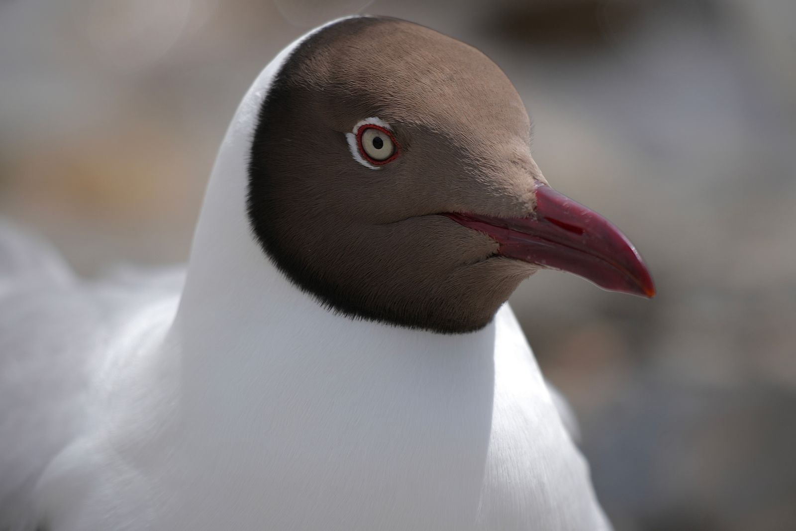 Gull, Tibetan plateau