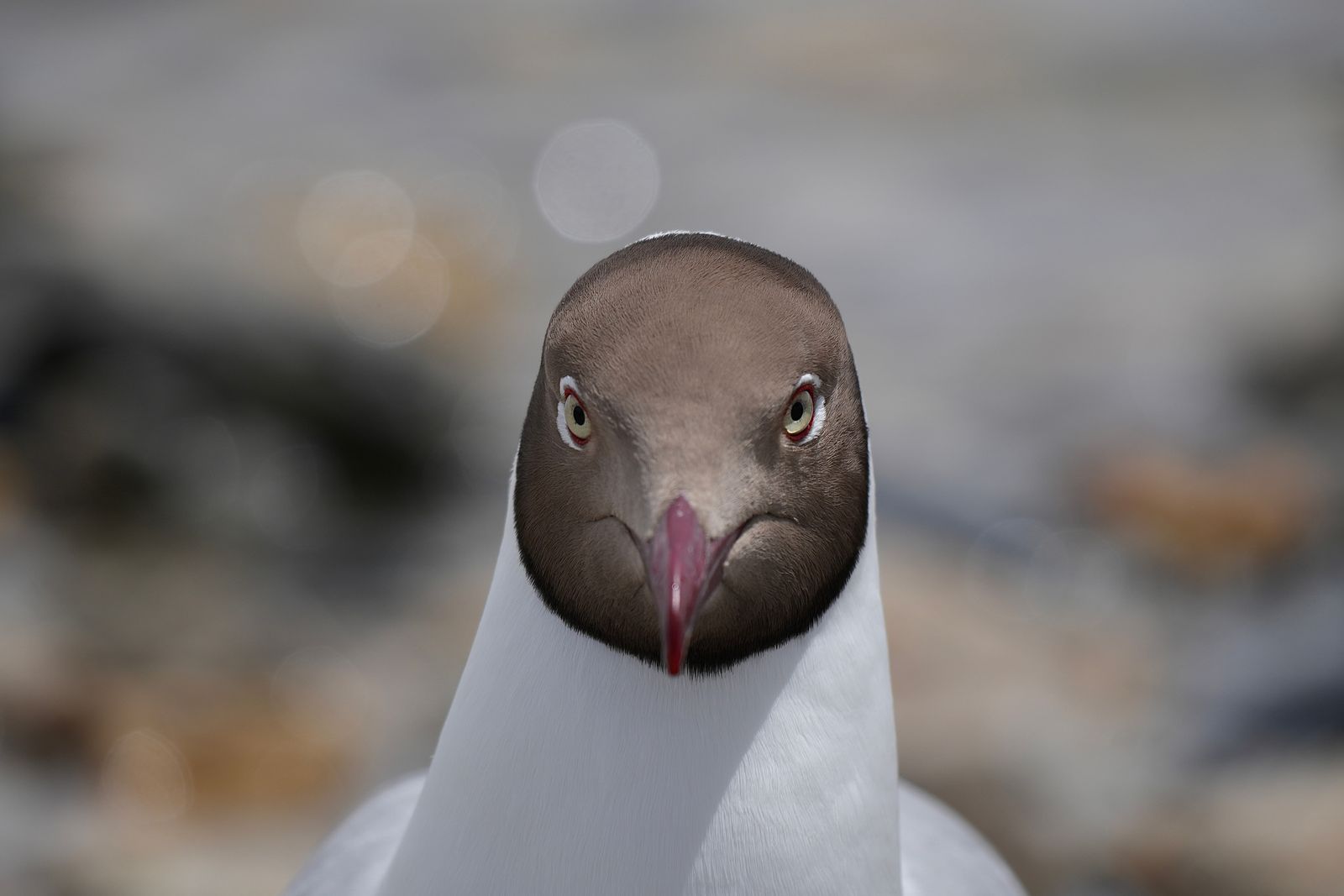 A brown-headed bird among gray rocks, Tibetan plateau