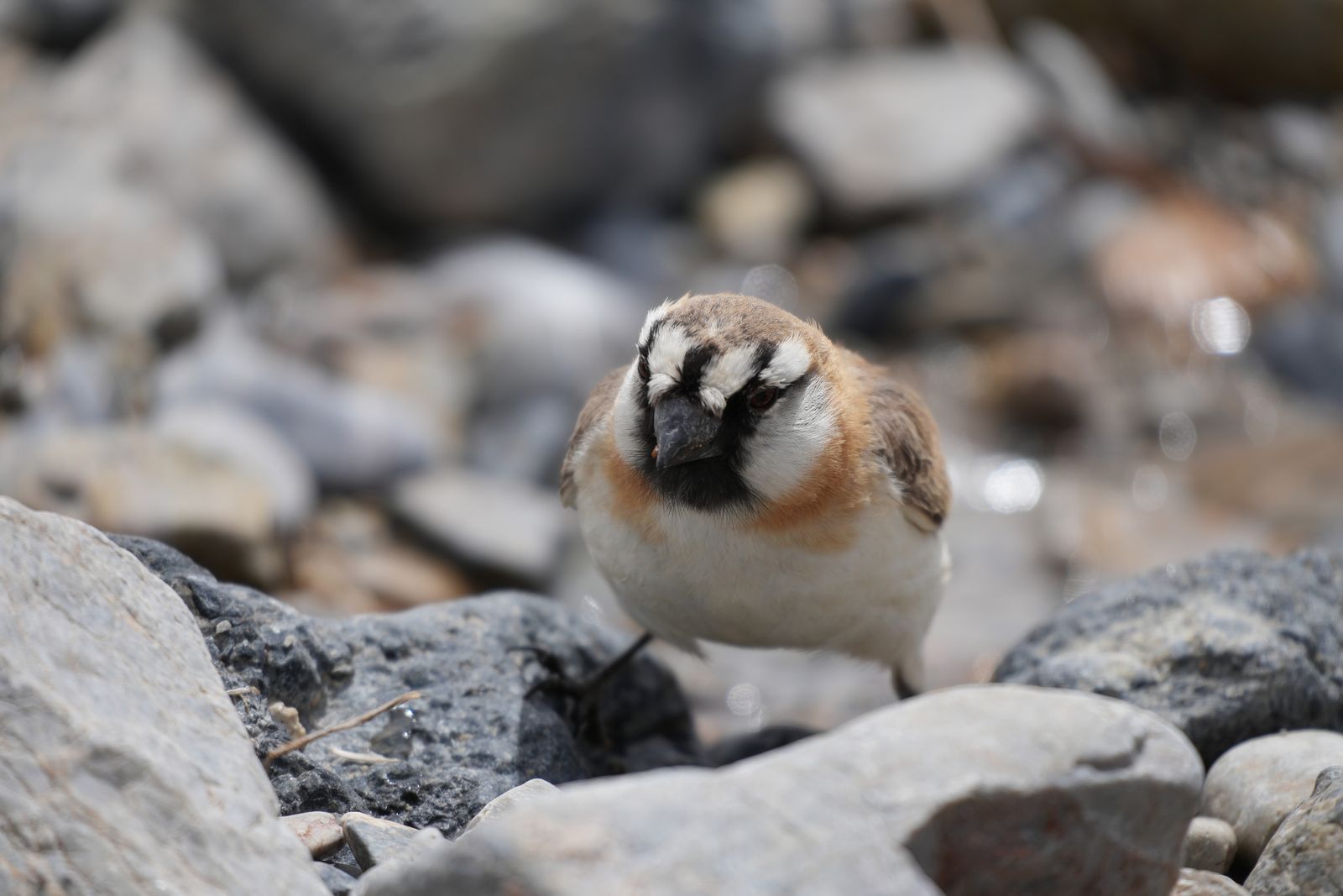 Blanford's snowfinch (Pyrgilauda blanfordi) standing among rounded stones, Tibetan plateau