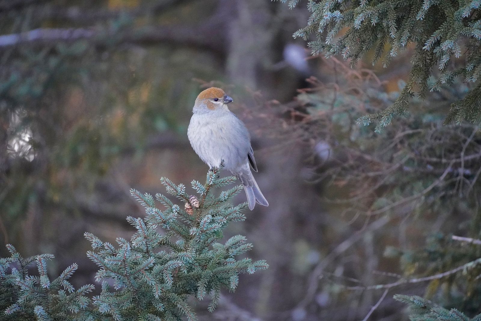 Pine grosbeak (Pinicola enucleator) perched on a conifer tip among branches, Minnesota