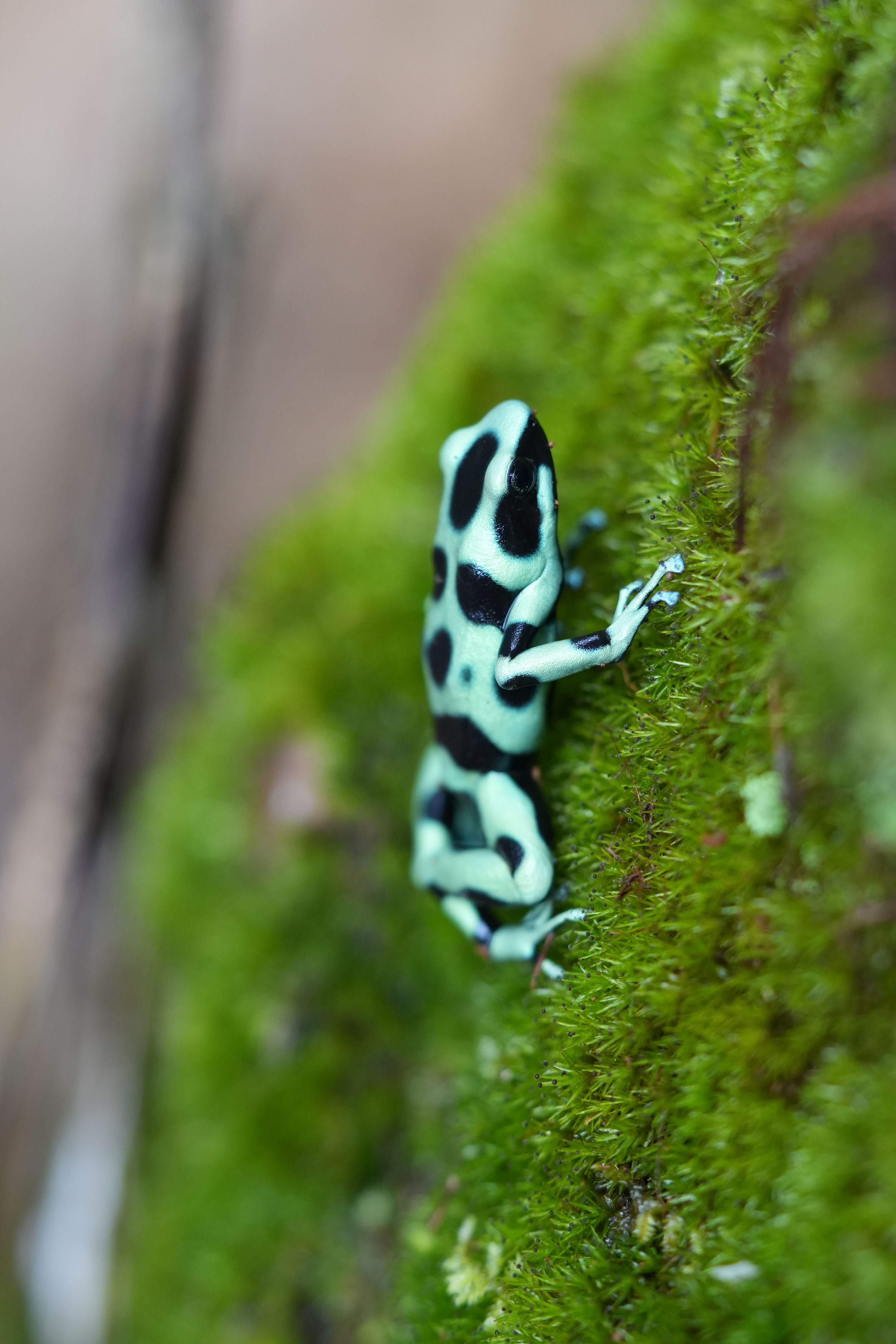 Costa Rica El Zota Biological Station Sept 2026