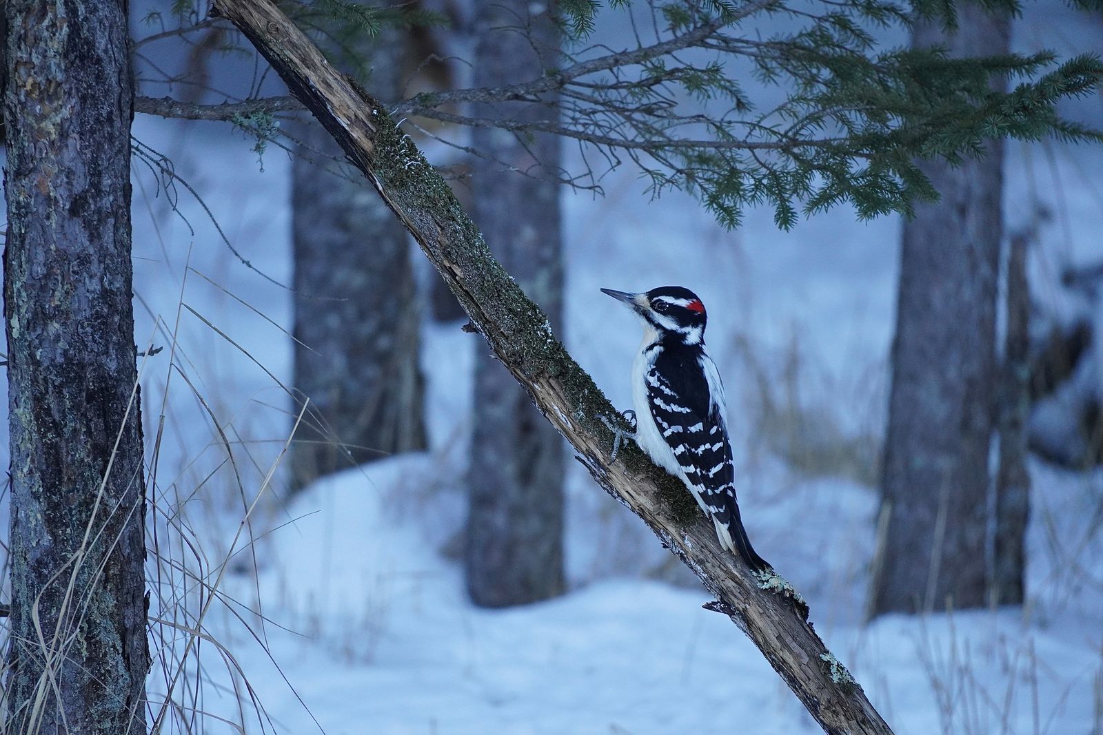 Hairy woodpecker (Leuconotopicus villosus) clinging to a lichen-covered branch above snow, Minnesota