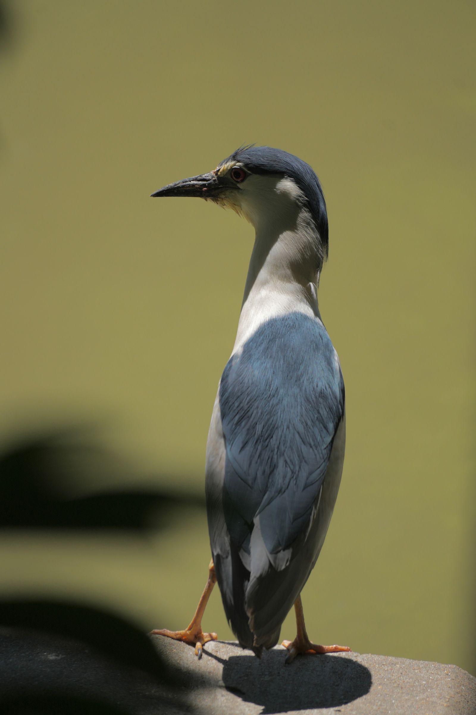 Black-crowned night heron (Nycticorax nycticorax) standing on a stone, Shanghai
