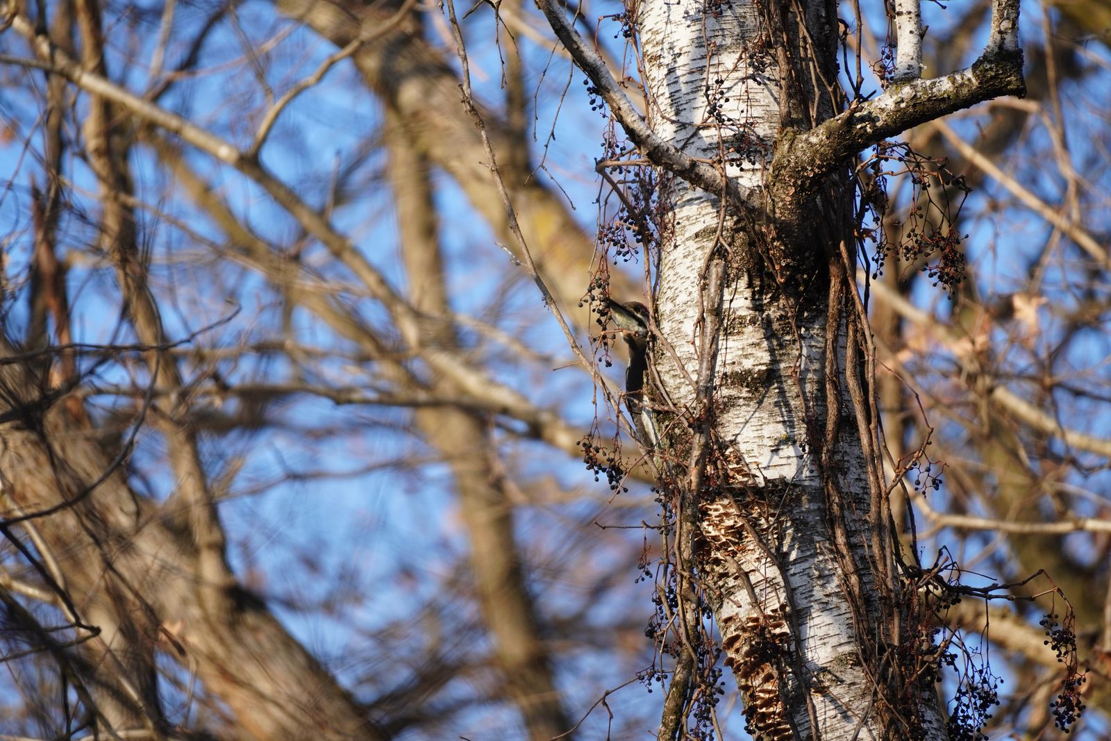 Pileated woodpecker (Dryocopus pileatus) clinging to a white-barked trunk among vines, Minnesota