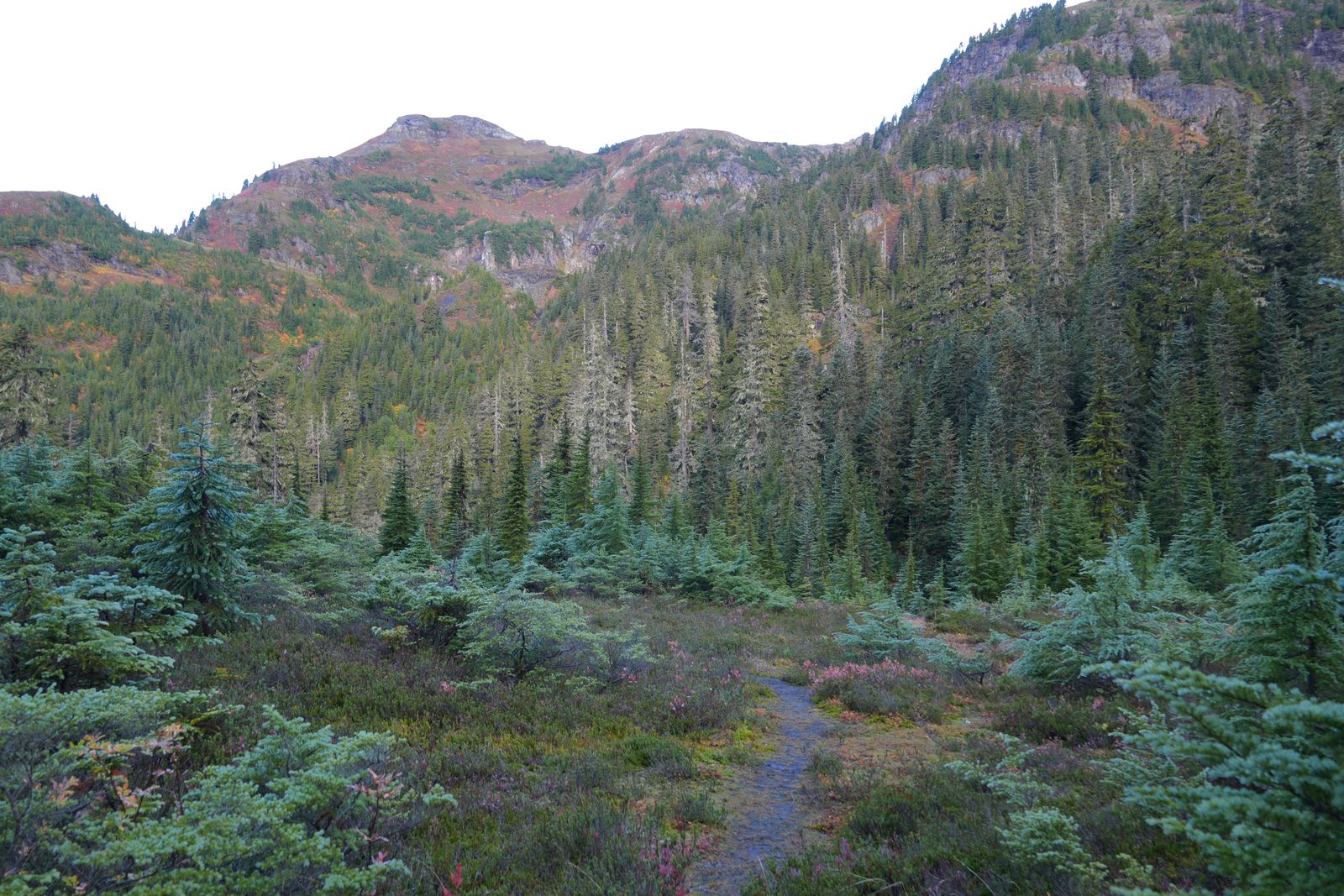 Forest on rocky slopes above a narrow trail, Yellow Aster Butte