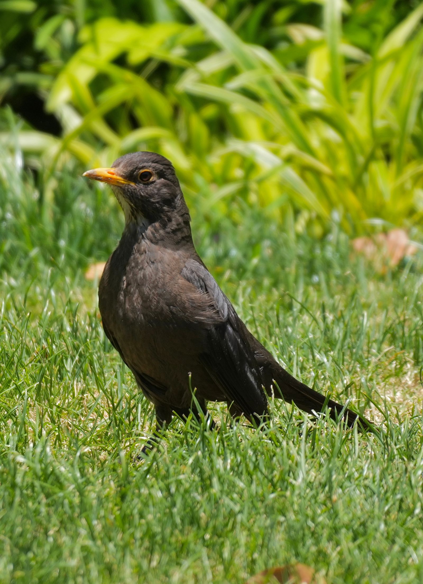 A dark brown bird standing in grass, Shanghai