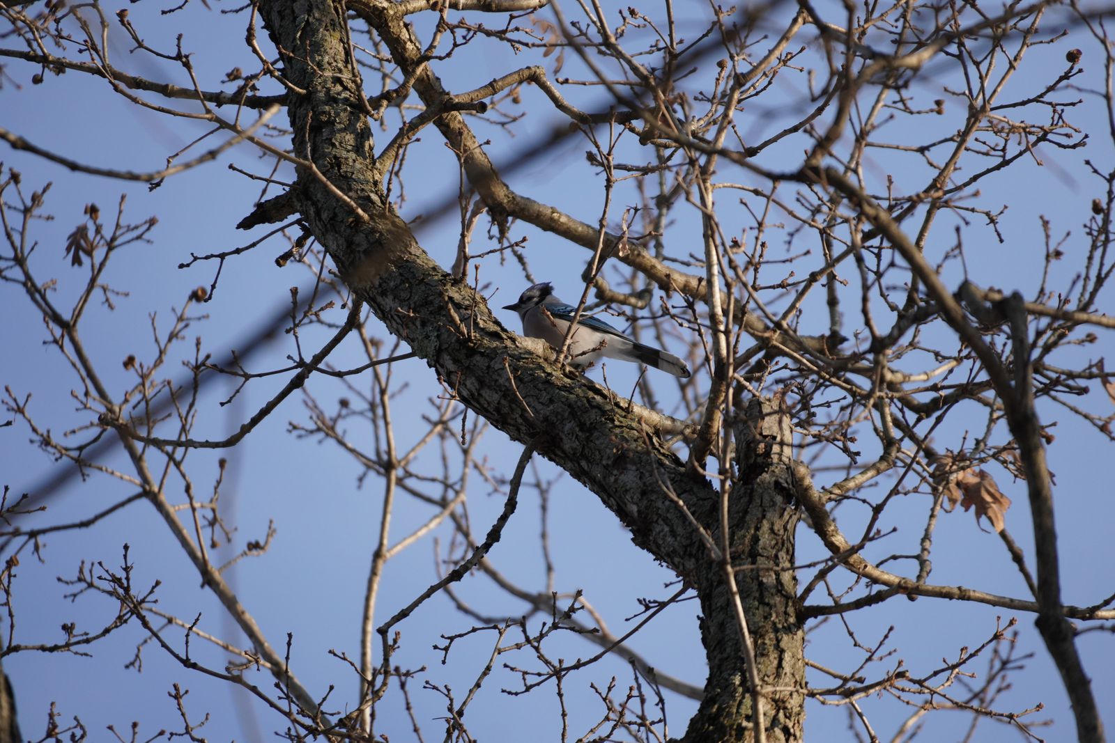 Blue jay (Cyanocitta cristata) perched on a thick branch among bare twigs, Minnesota