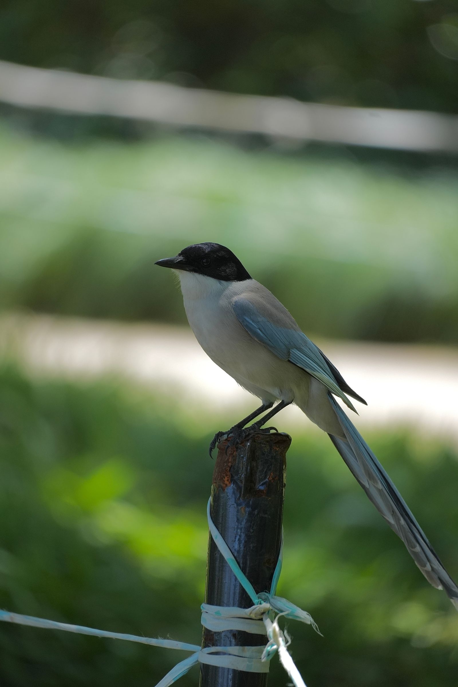 Azure-winged magpie (Cyanopica cyanus) perched on a rope-tied metal post, Shanghai