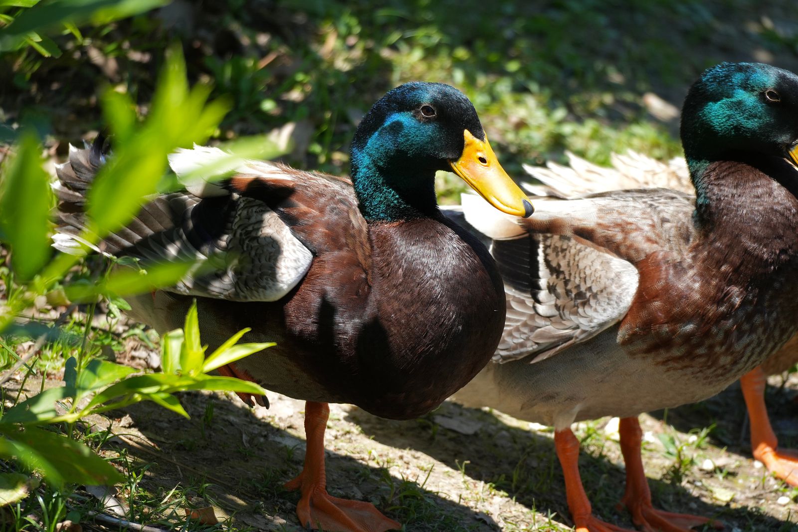 Two mallards (Anas platyrhynchos) standing on soil among green leaves, Shanghai