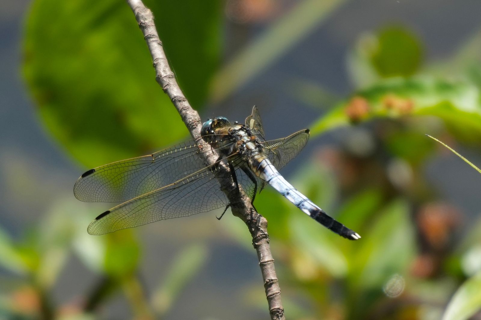 Dragonfly (Orthetrum albistylum speciosum) perched on a bare twig, Shanghai