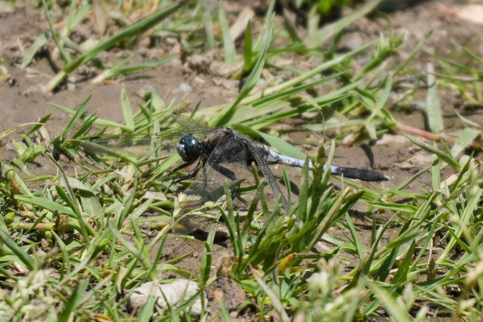 White-tailed skimmer (Orthetrum albistylum) resting on bare soil among short grass, Shanghai
