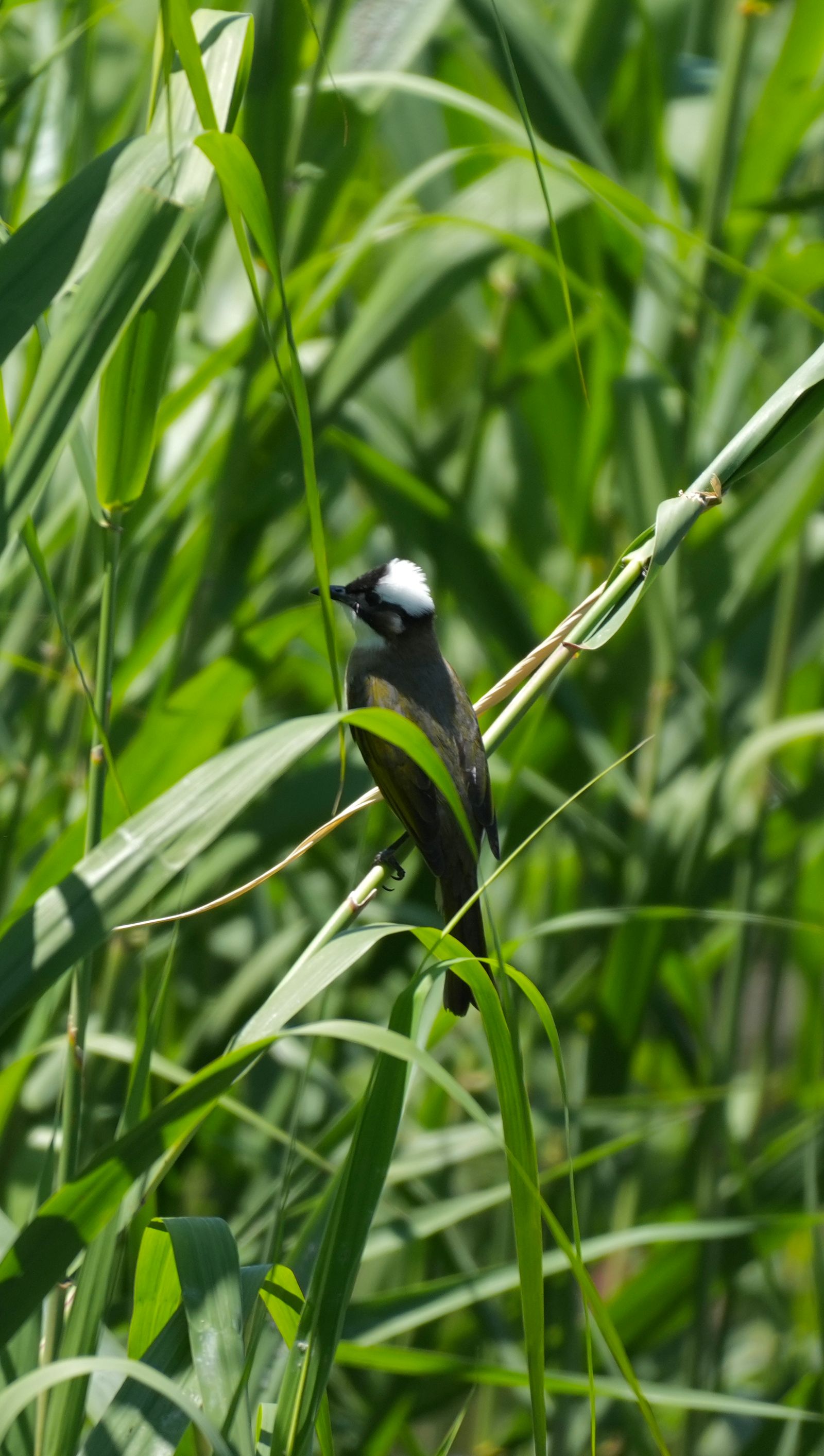 Light-vented bulbul (Pycnonotus sinensis) perched on a stem among long green leaves, Shanghai