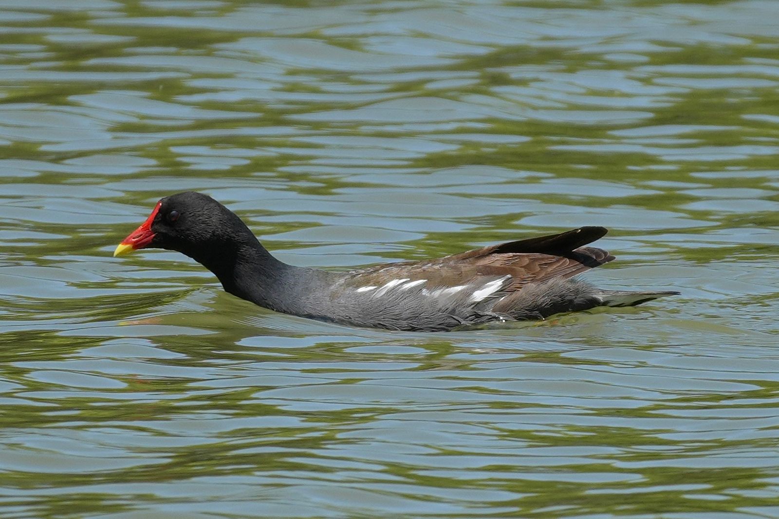 Eurasian moorhen (Gallinula chloropus) swimming in rippled water, Shanghai