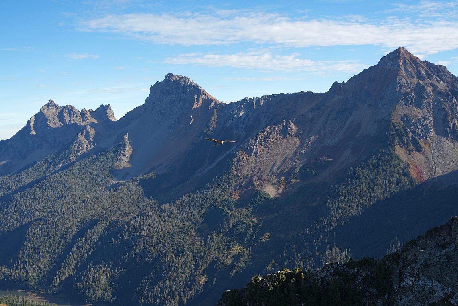 American goshawk (Astur atricapillus) in flight above rocky mountain peaks, Yellow Aster Butte