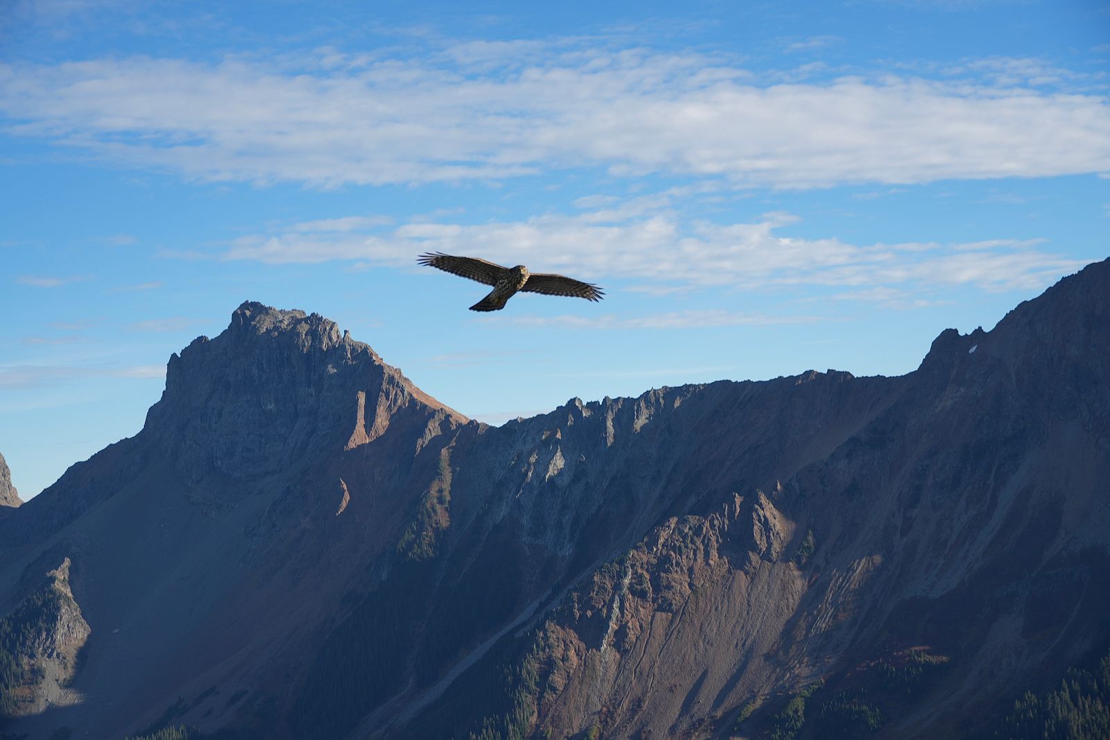 American goshawk (Astur atricapillus) in flight above a rocky ridge, Yellow Aster Butte