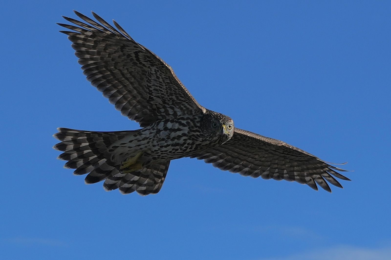 American goshawk (Astur atricapillus) in flight, Yellow Aster Butte