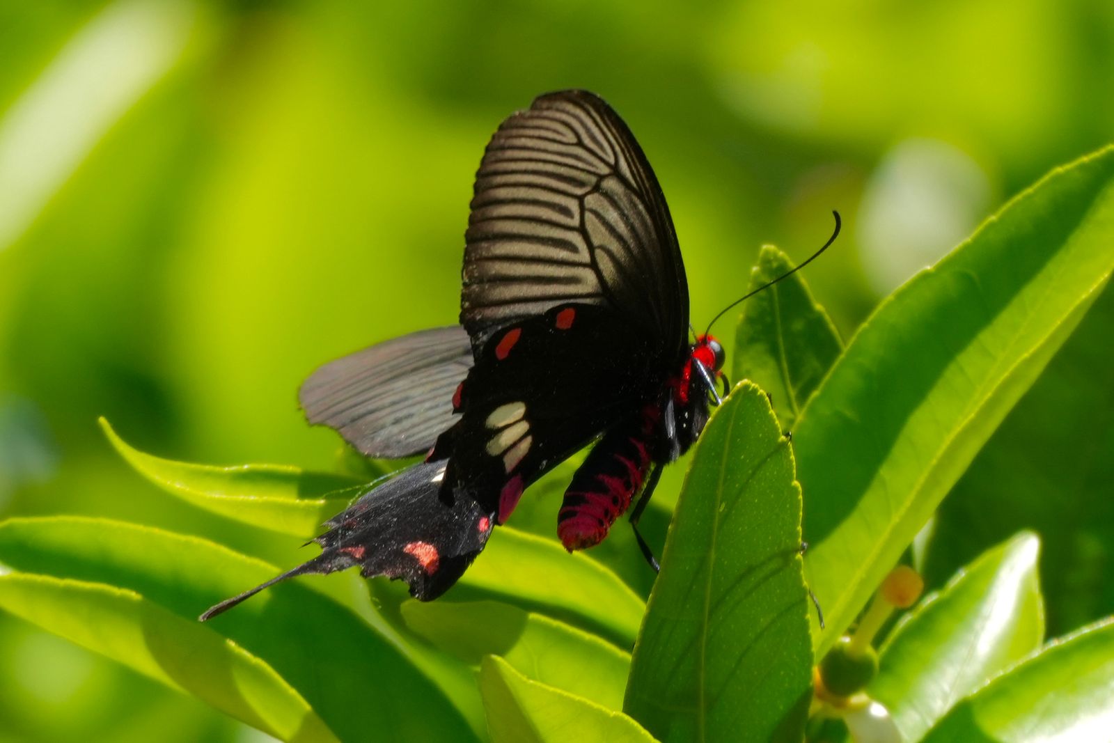 Common rose swallowtail (Pachliopta aristolochiae) resting among green leaves, Shanghai