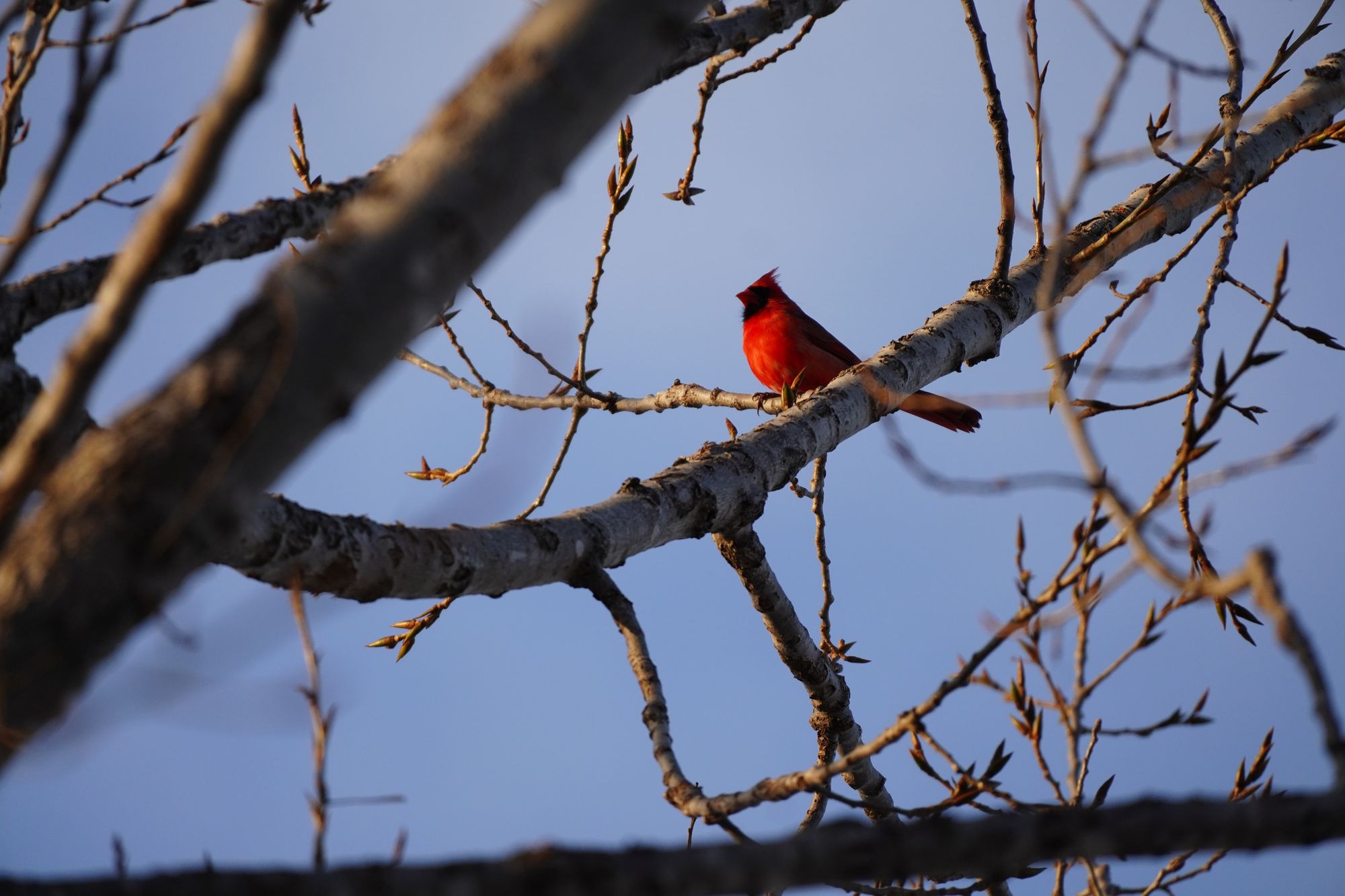 Northern cardinal (Cardinalis cardinalis) perched among bare branches, Minnesota