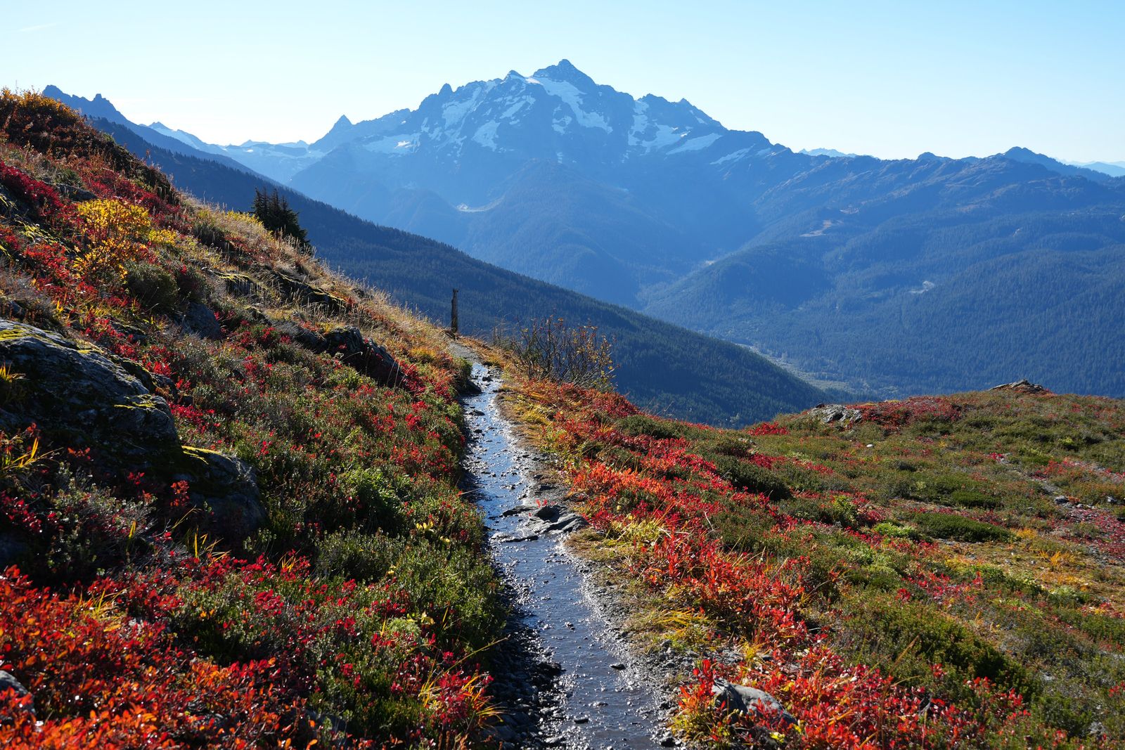 Snow-streaked peaks beyond a trail bordered by red shrubs, Yellow Aster Butte