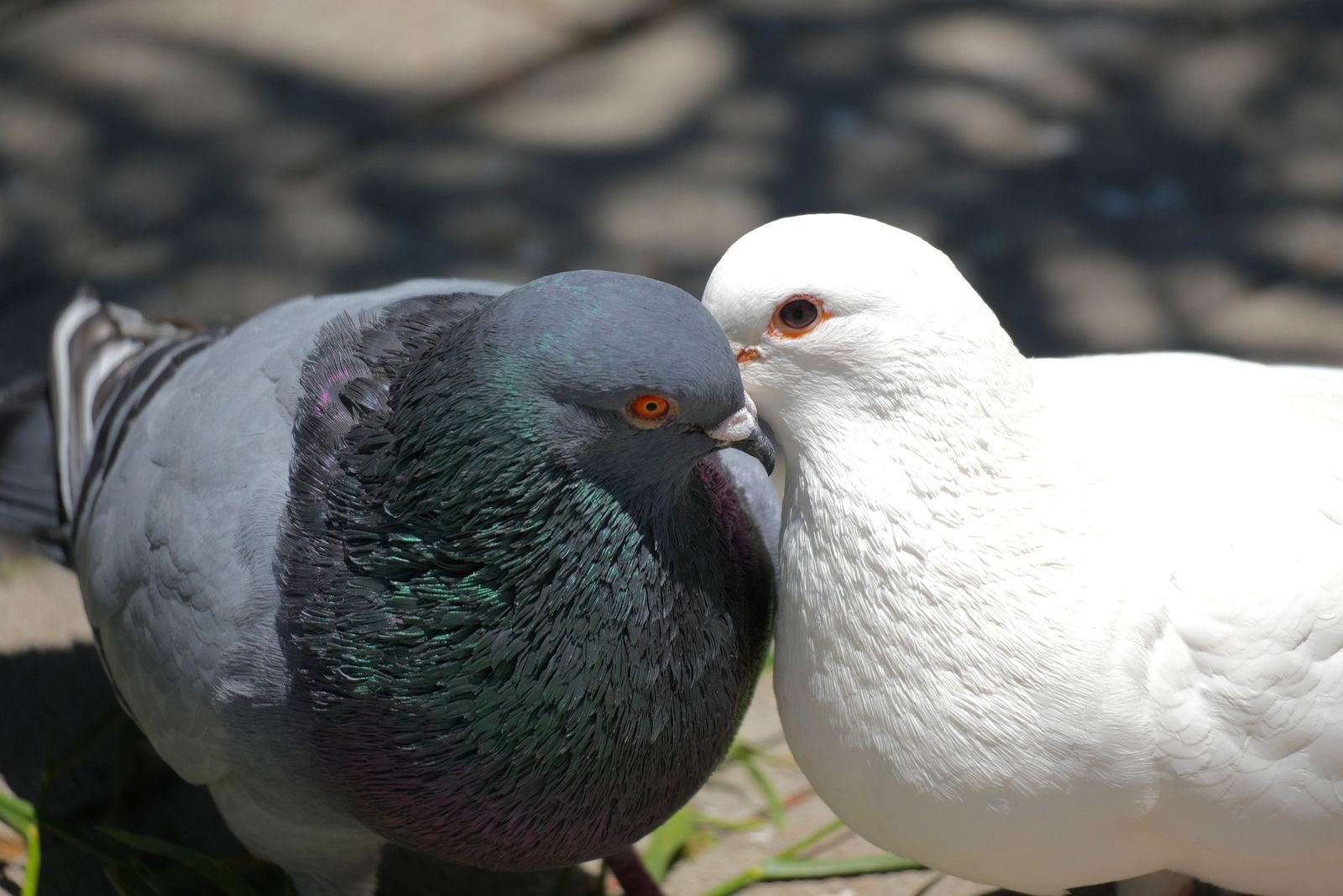 Two pigeons standing together on stone paving, Shanghai