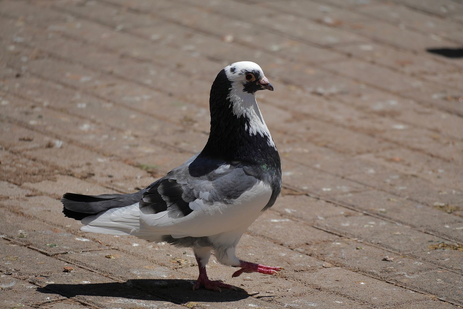 A pigeon on brick paving, Shanghai