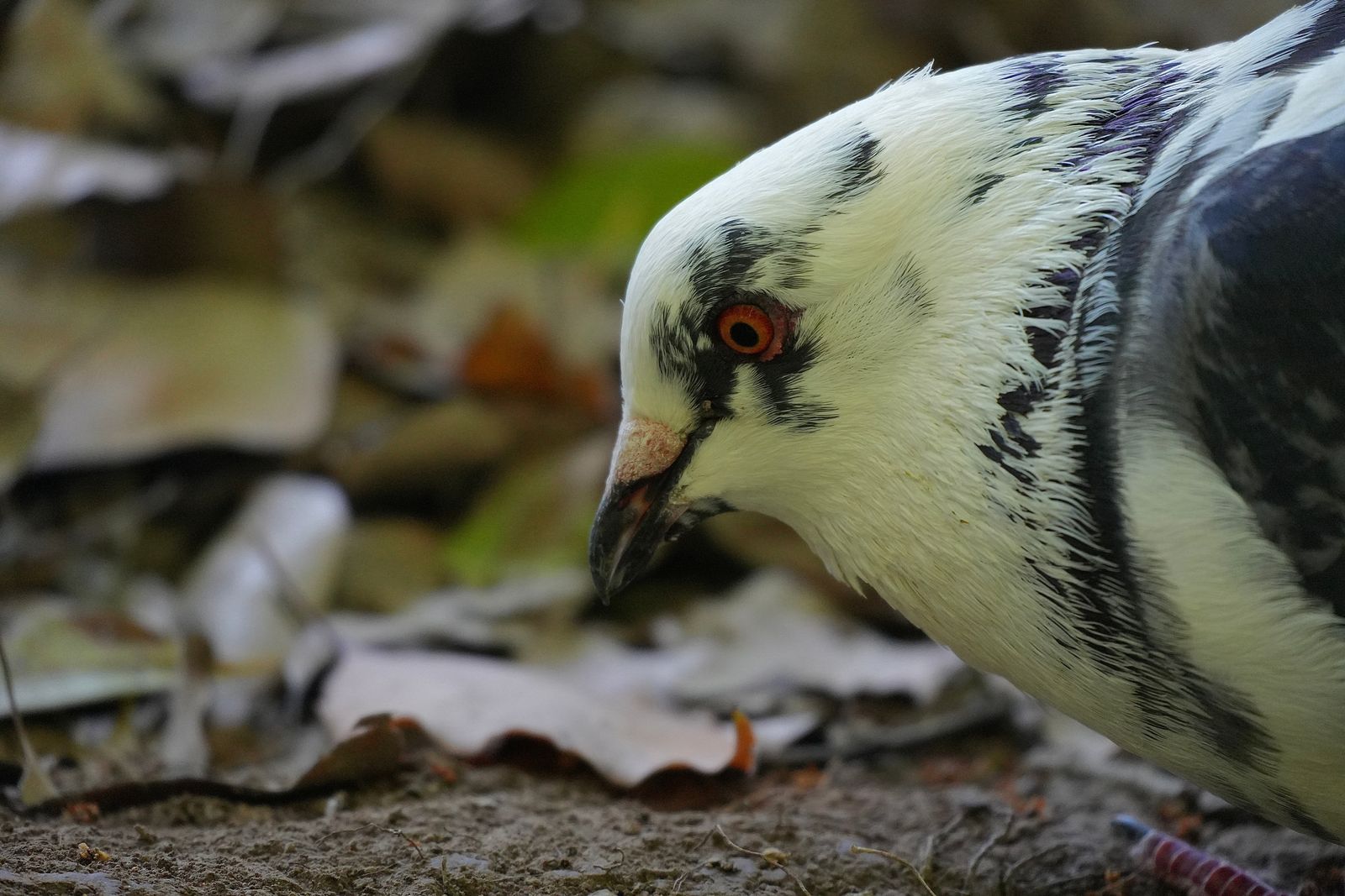 A bird on soil among fallen leaves, Shanghai
