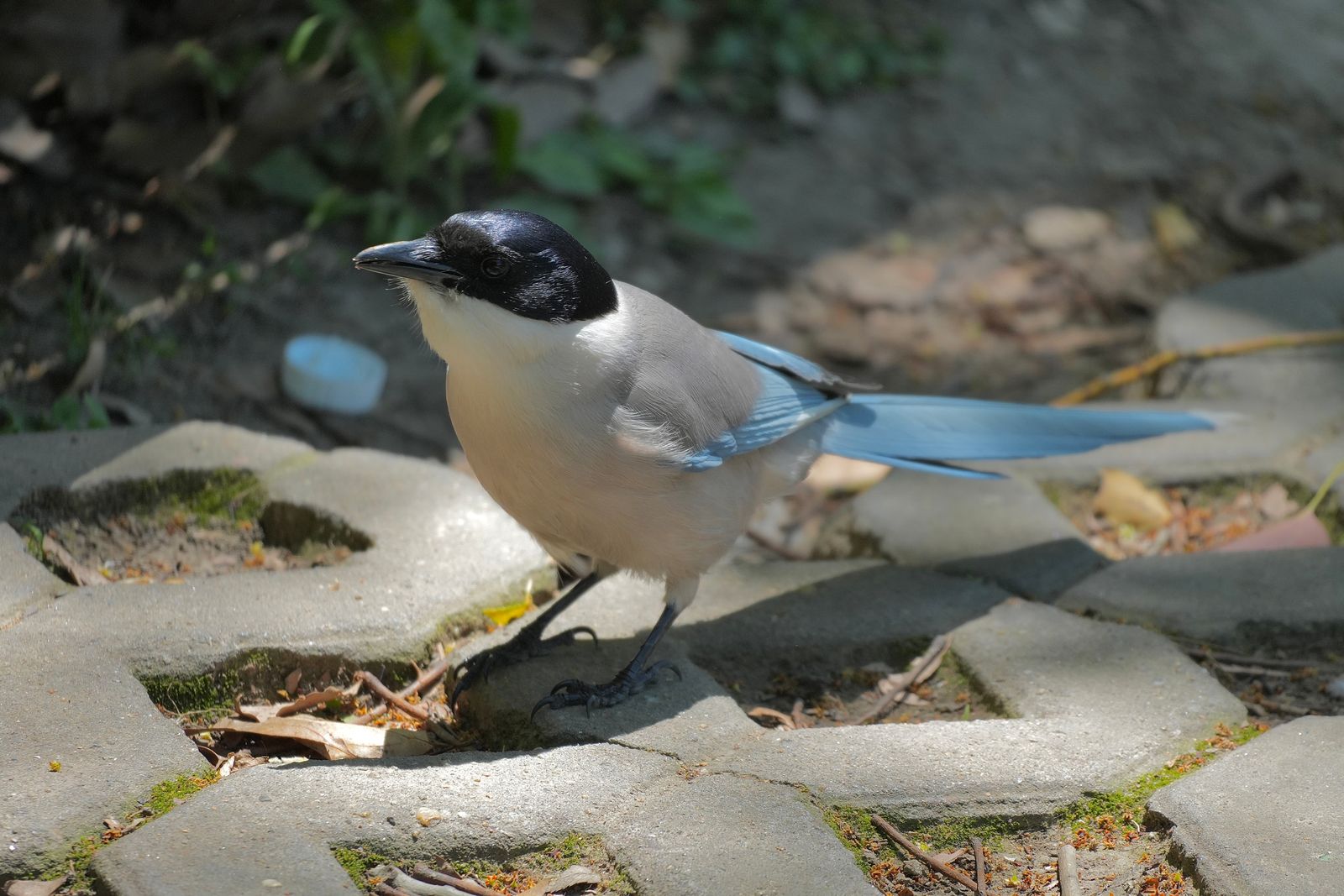 A blue-winged bird on concrete pavers among dry leaves, Shanghai