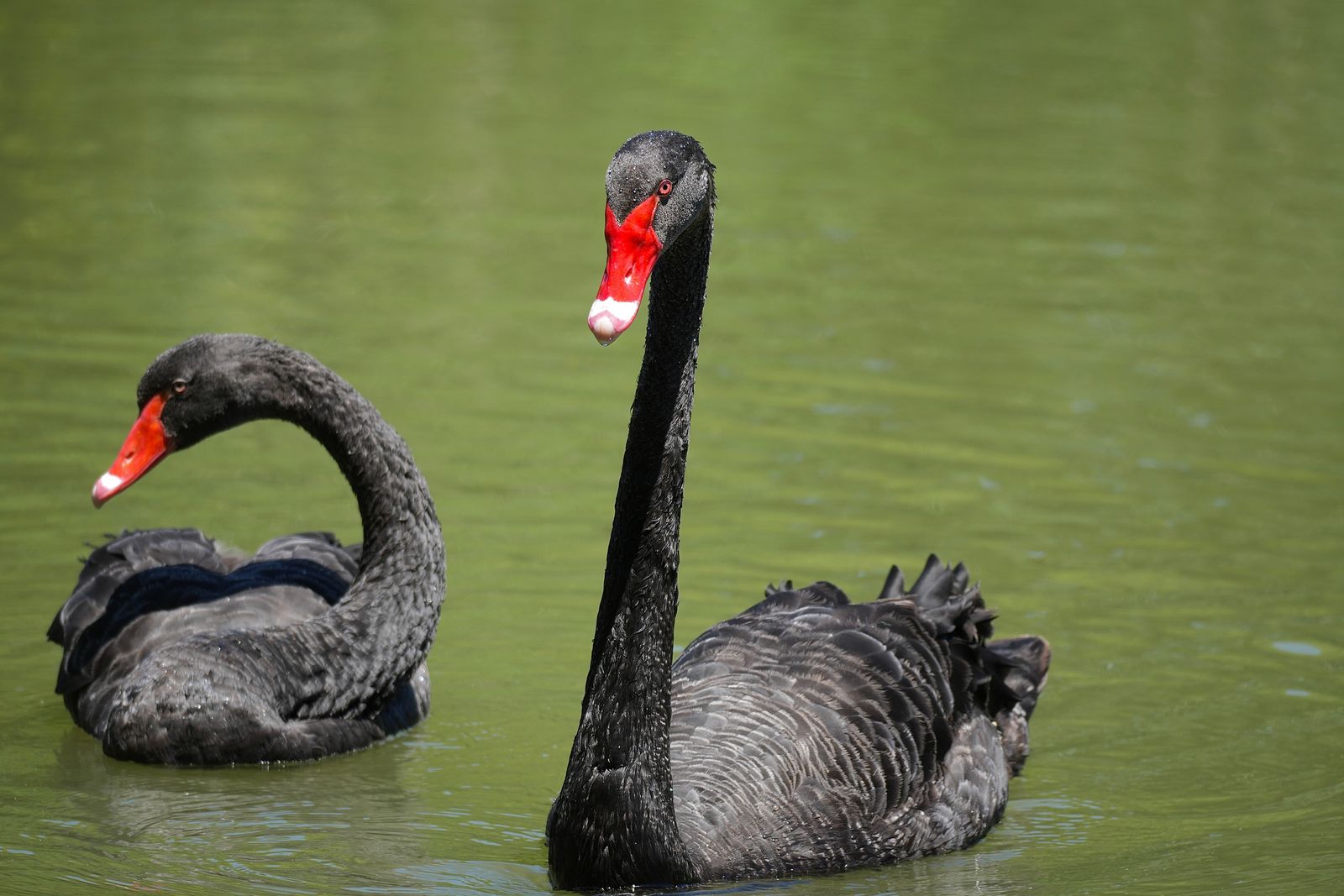 Two black swans (Cygnus atratus) floating on green water, Shanghai
