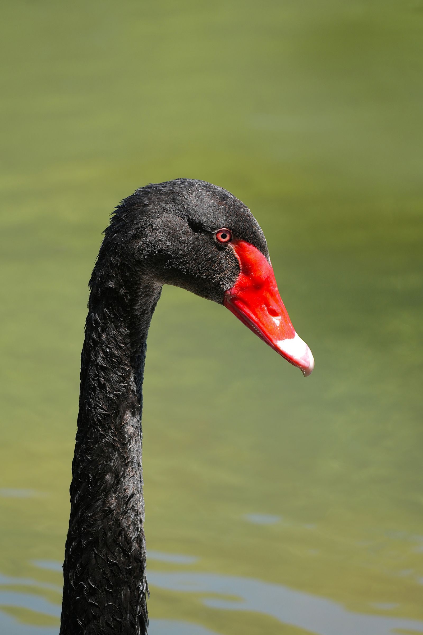 Black swan (Cygnus atratus) on green water, Shanghai