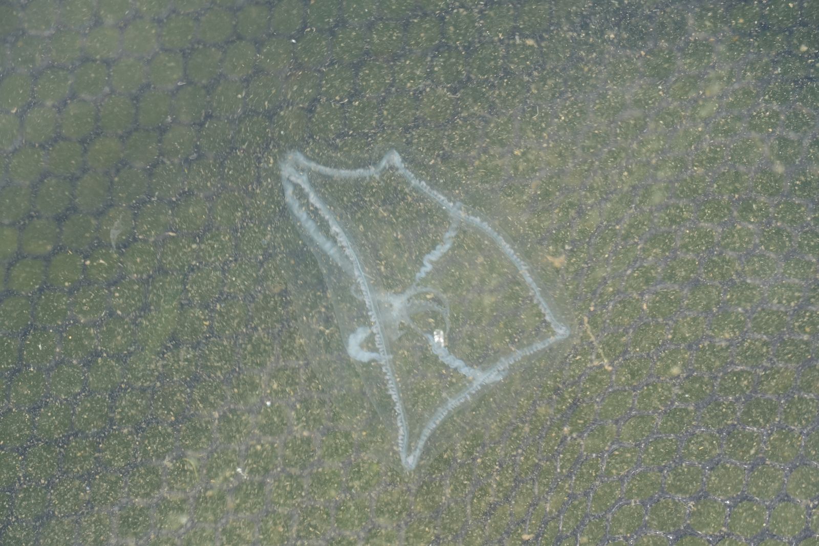 Cross hydromedusa (Mitrocoma cellularia) in water over dark mesh, Puget Sound tide pools