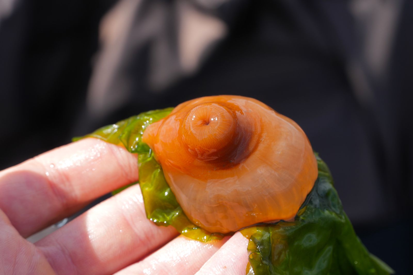 Plumose anemone (Metridium senile) on green seaweed in a hand, Puget Sound tide pools