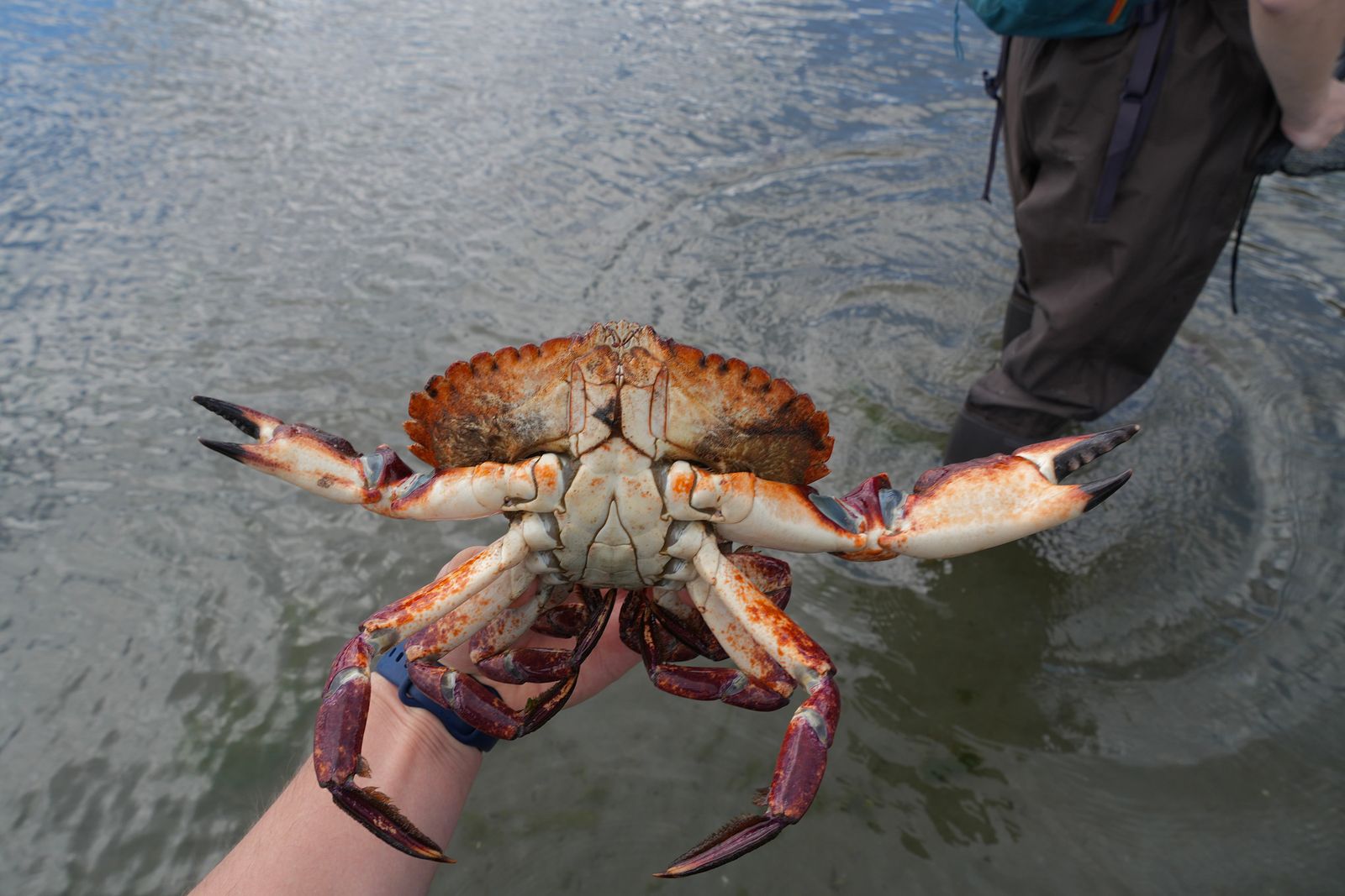 A crab held in a hand above rippled water, Puget Sound tide pools