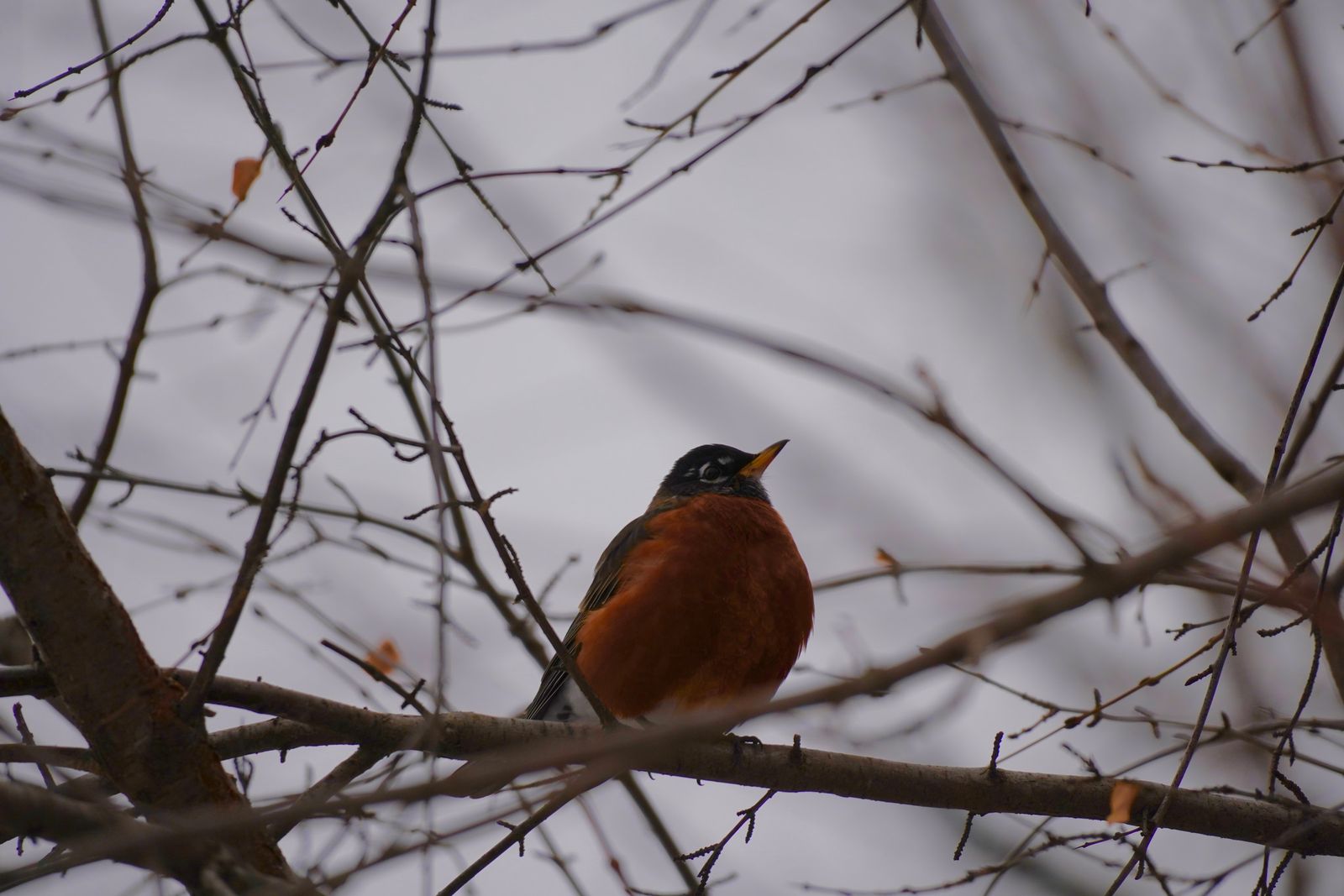 A bird perched on a branch among bare twigs, Minnesota