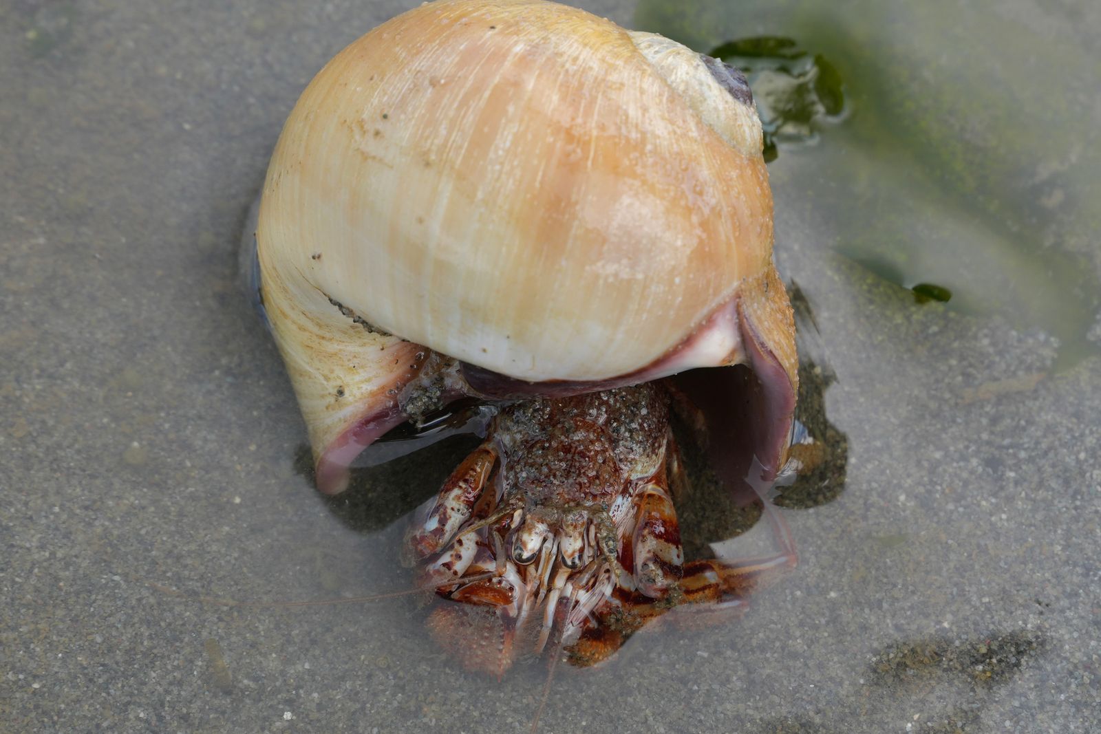 Armed hermit crab (Pagurus armatus) in a shell on submerged sand, Puget Sound tide pools