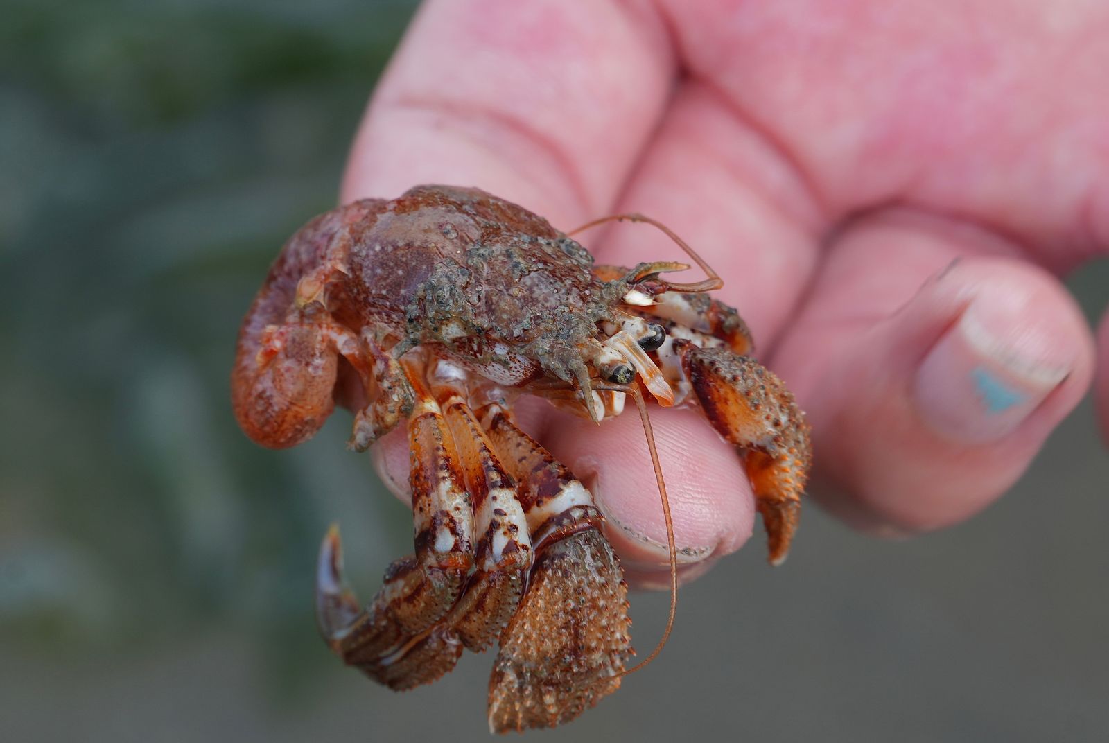 Armed hermit crab (Pagurus armatus) held between fingers, Puget Sound tide pools