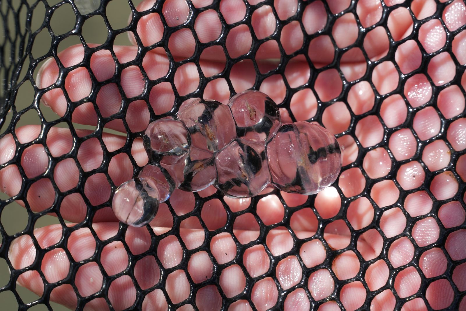 Eight transparent marine invertebrates on black netting, Puget Sound tide pools