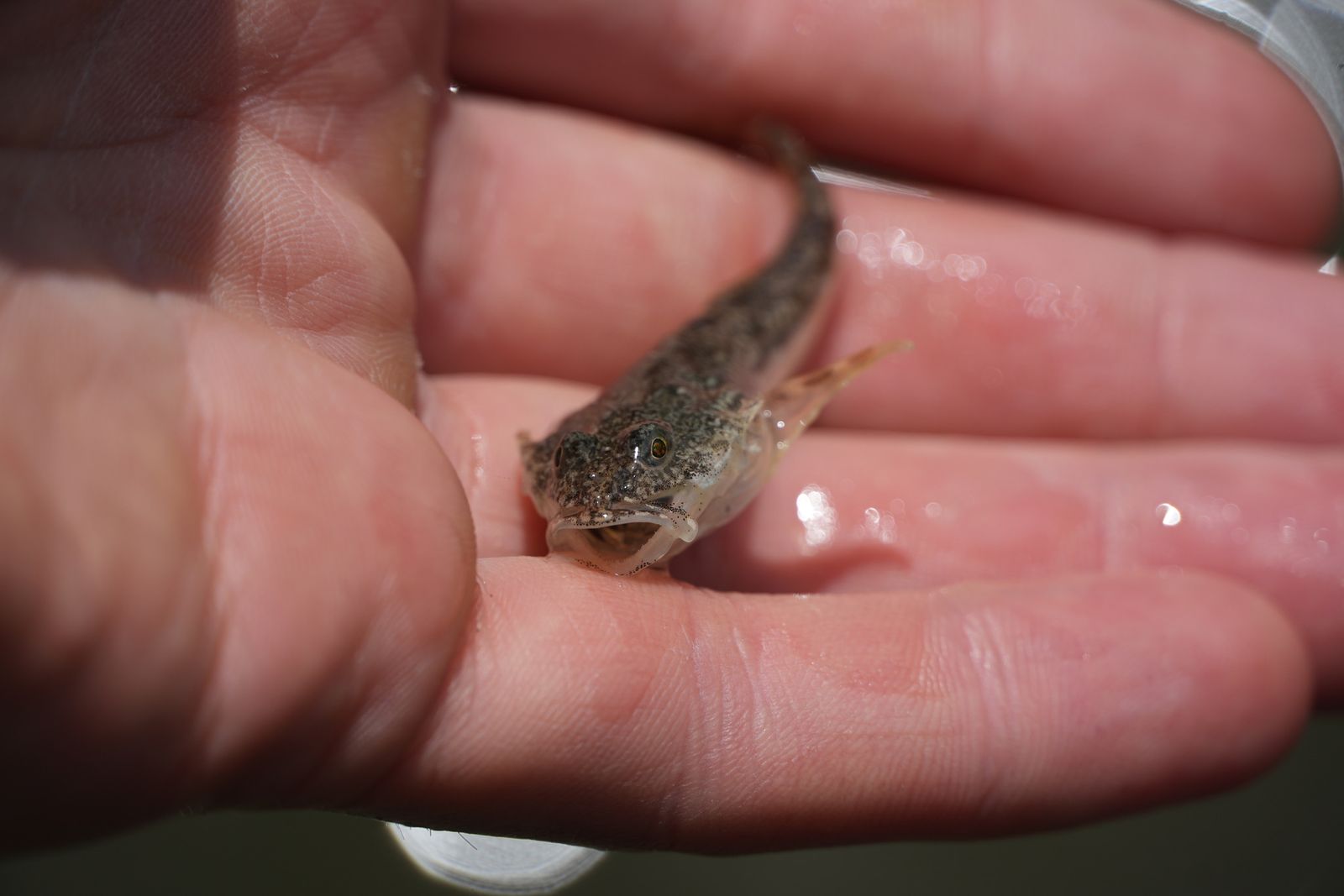 Pacific staghorn sculpin (Leptocottus armatus) with its mouth open in a wet palm, Puget Sound tide pools