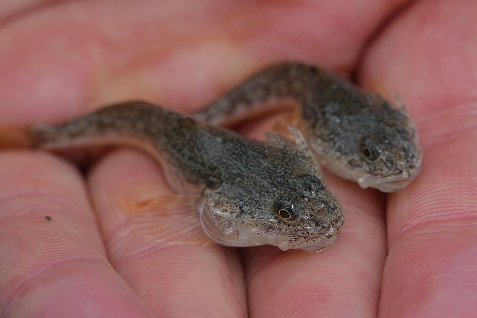 Two Pacific staghorn sculpins (Leptocottus armatus) resting side by side in cupped hands, Puget Sound tide pools