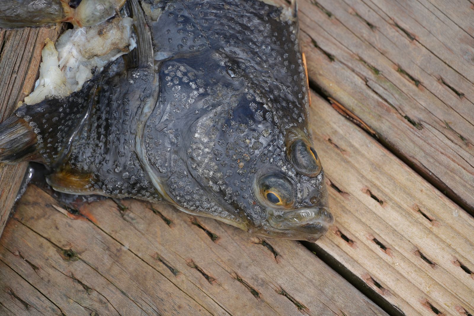 Starry flounder (Platichthys stellatus) lying on weathered wooden boards, Puget Sound tide pools