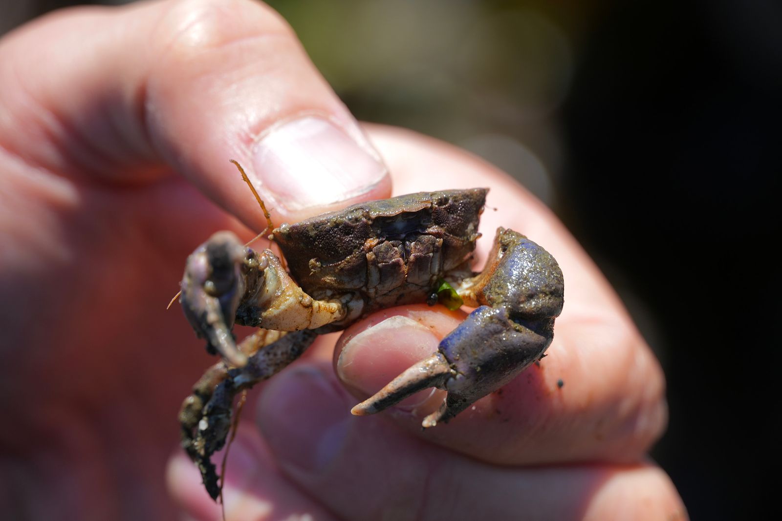 Blackclaw crestleg crab (Lophopanopeus bellus) held between fingers, Puget Sound tide pools